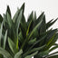 Agave Plant in Bowl