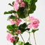 Geranium Hanging Bush (Set of 6)