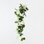 Geranium Hanging Bush (Set of 6)