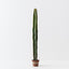 Cactus Column Plant