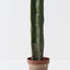 Cactus Column Plant