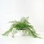 Fern Maidenhair Plant in Bowl