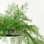 Fern Maidenhair Plant in Bowl