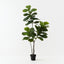 Fiddle Leaf Tree