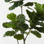 Fiddle Leaf Tree
