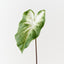 Calla Lily Leaf