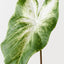 Calla Lily Leaf