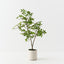 Cape Jasmine Tree