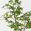 Cape Jasmine Tree