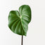 Philodendron Leaf