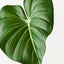 Philodendron Leaf