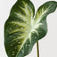 Calla Lily Leaf