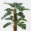 Monstera Plant on Pole