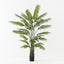 Palm Areca