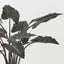 Alocasia Plant