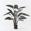 Alocasia Plant (Set of 2)