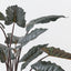 Alocasia Plant (Set of 2)