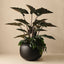 Alocasia Plant (Set of 2)