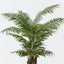 Palm Areca