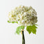 Hydrangea Bundle
