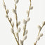 Pussy Willow Spray