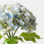 Hydrangea Bundle