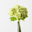 Hydrangea Bundle