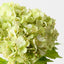 Hydrangea Bundle