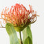 Protea Leucospermum