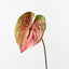 Anthurium
