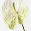 Anthurium