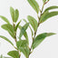 Pittosporum Leaf Spray