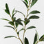 Pittosporum Leaf Spray