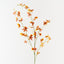Orchid Oncidium Spray
