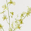 Orchid Oncidium Spray