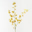 Orchid Oncidium Spray