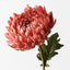 Chrysanthemum