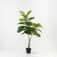 Fiddle Leaf Tree