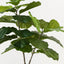 Fiddle Leaf Tree