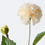 Pompon Dahlia Spray (Set of 12)