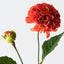 Pompon Dahlia Spray (Set of 12)