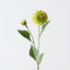 Pompon Dahlia Spray (Set of 12)