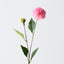 Pompon Dahlia Spray (Set of 12)