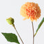 Pompon Dahlia Spray (Set of 12)