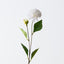 Pompon Dahlia Spray (Set of 12)