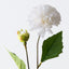 Pompon Dahlia Spray (Set of 12)