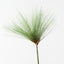 Papyrus Grass