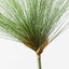 Papyrus Grass