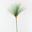 Papyrus Grass