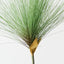 Papyrus Grass